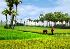 30 Bức tranh cánh đồng, đồng quê đẹp nhất từ trước tới nay
