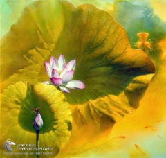 10 bức tranh vẽ hoa sen đẹp nhất