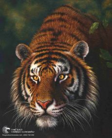 Tranh Chân Dung Cọp Vằn Đẹp