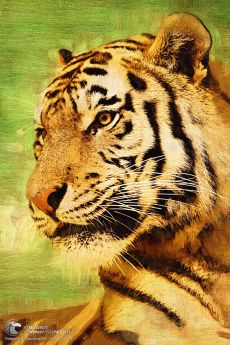 Tranh Hổ Vẽ Bằng Sơn Dầu Đẹp