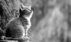 Tranh Mèo Con Và Chú Bướm Vẽ Đen Trắng