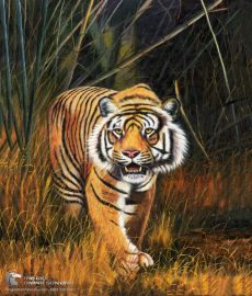 Tranh Sơn Dầu Hổ Oai Dũng Vô Song