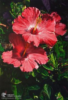 Tranh Sơn Dầu Vẽ Hoa Dâm Bụt Đỏ