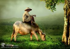 Tranh Trâu Thư Thả Gặm Cỏ Xanh