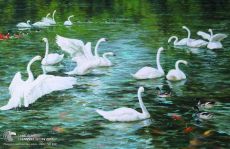 Tranh Vẽ Bầy Thiên Nga Và Bầy Vịt