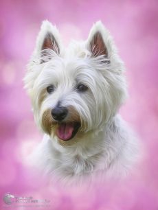 Tranh Vẽ Chú Chó Con Lông Màu Trắng