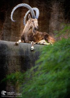 Tranh Vẽ Chú Dê Có Đôi Sừng Dài