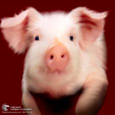 Tranh vẽ Chú Heo Con Lông Tơ
