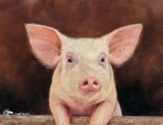 Tranh Vẽ Chú Heo Con Màu Hồng