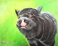 Tranh Vẽ Chú Heo Mọi