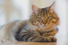 Tranh Vẽ Chú Mèo Vằn Tả Thực Khổ Lớn