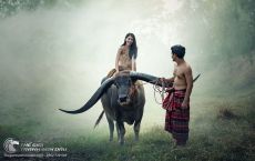 Tranh Vẽ Chú Trâu Cặp Sừng Dài Tả Thực