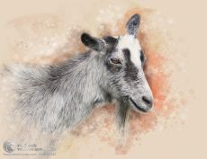 Tranh Vẽ Con Dê Lông Xám