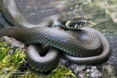 Tranh Vẽ Con Rắn Nâu Trên Đá