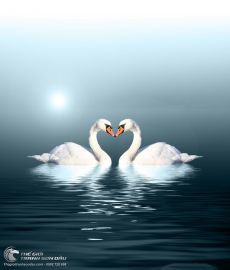 Tranh Vẽ Đôi Thiên Nga Dưới Trăng Đêm