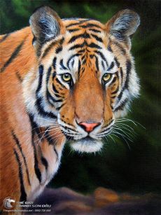 Tranh Vẽ Hổ Bằng Sơn Dầu