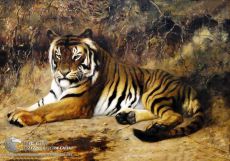 Tranh Vẽ Hổ Đang Nằm