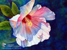 Tranh Vẽ Hoa Dâm Bụt Màu Hồng Nhạt