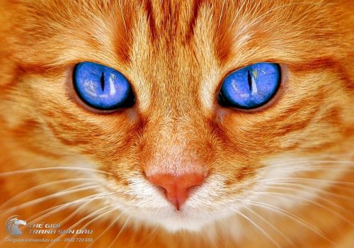 Tranh Chú Mèo Vàng Đôi Mắt Xanh Lạnh