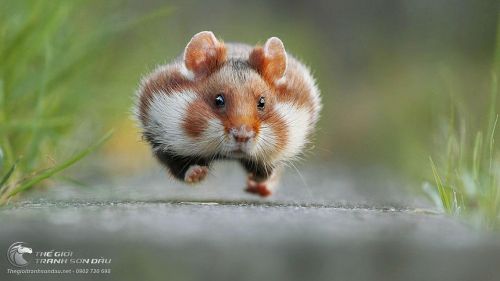 Tranh Chuột Hamster Dễ Thương Đang Chạy